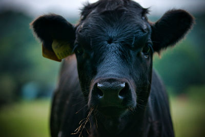 Close-up of cow