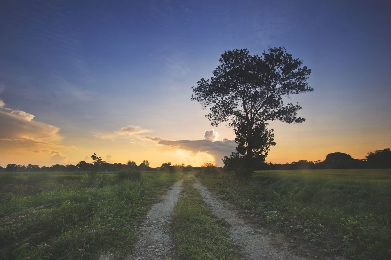 Silhouette, sunset, tree, sunrise, sky, landscape, summer, nature, orange, meadow, sun, dusk, horizon, scenic, background, travel, sundown, evening, colorful, light, yellow, outdoor, sunlight, asia, twilight, field, photo, nobody, tropical, grass, beautif