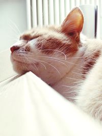 Close-up of cat sleeping