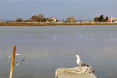 Seagull perching on wooden post in lake