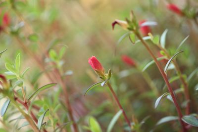 Close-up of pink flowering plant leaves