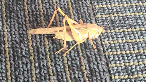 Close-up of tree trunk