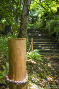 Close-up of wooden post on tree trunk