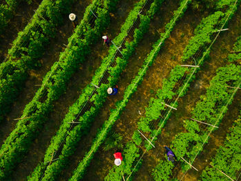 High angle view of rice field