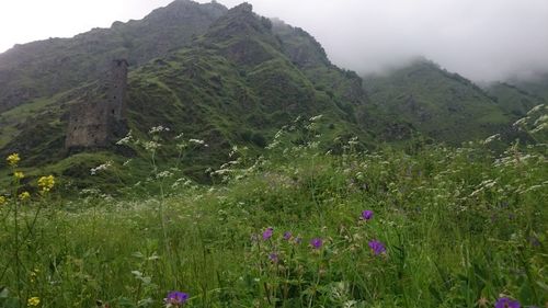 Scenic view of field and mountains against sky