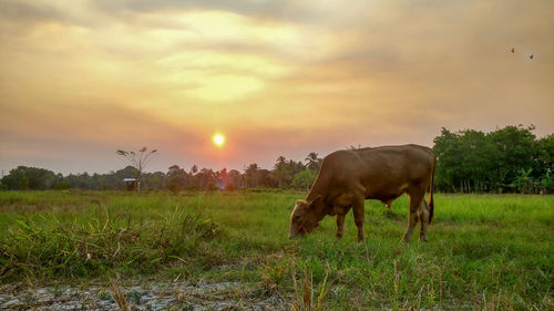 Horse grazing on field against sky during sunset