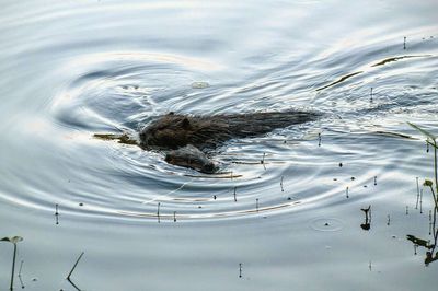 Reflection of clouds in water