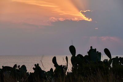 Silhouette cactus plants against sky during sunset