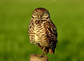 Close-up of owl perching outdoors