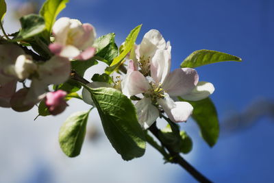 Close-up of cherry blossoms against sky