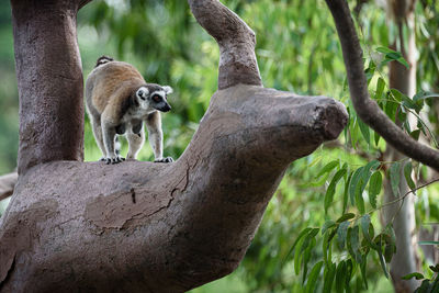 Low angle view of squirrel on tree