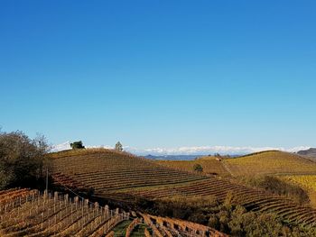 Agricultural landscape against clear blue sky