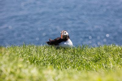 View of birds on the sea