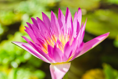 Close-up of pink water lily