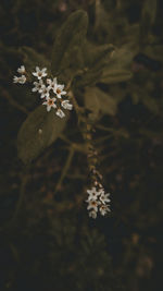 Close-up of cherry blossom on tree