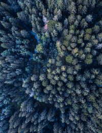 Full frame shot of coniferous trees