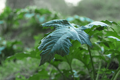 Close-up of leaves on tree