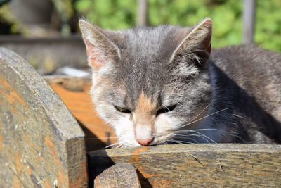 Close-up of a cat