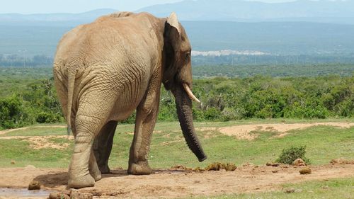 Elephant standing on field against sky