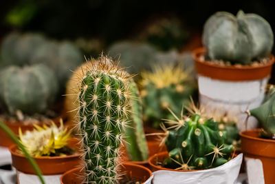 Beautiful succulents in pots. blooming cactus close-up. selective focus