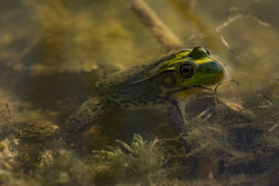 Close-up of frog on land