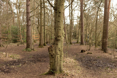 Trees in forest