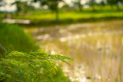 Close-up of plant growing on field