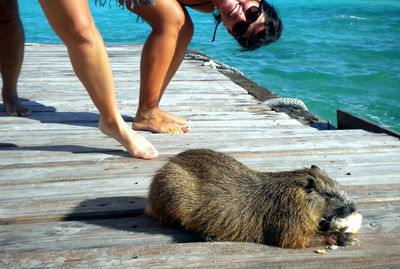 Women looking at capybara on boardwalk by sea