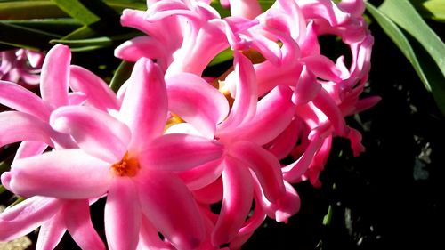 Close-up of pink orchids