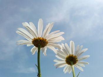 Close-up of white daisy against sky