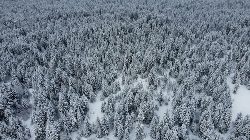Pine trees on snow covered field