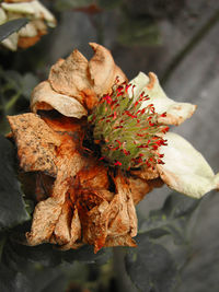 Close-up of maple leaf