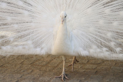 Close-up of peacock