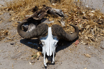 High angle view of animal skull on field