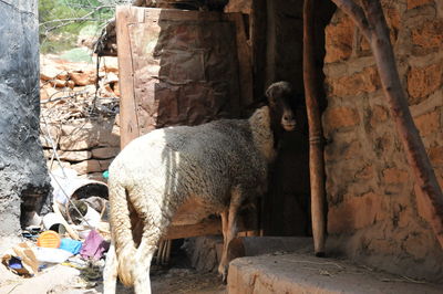 Sheep standing in a wall