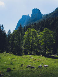 Scenic view of forest against sky