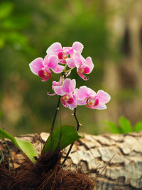 Close-up of pink flowers blooming outdoors