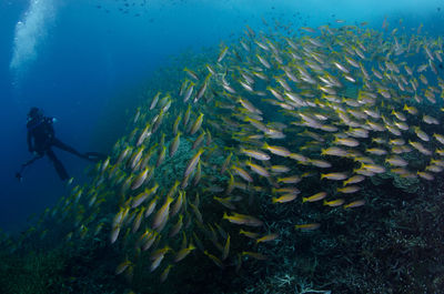 People scuba diving in sea