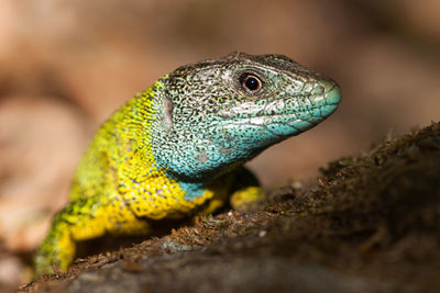 Close-up of lizard on rock