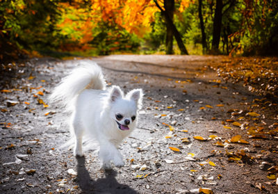 Portrait of dog walking on field