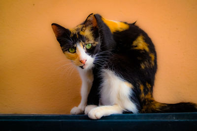 Close-up of cat sitting against orange wall