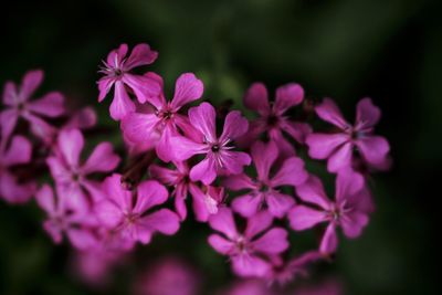 Close-up of pink flowering plants