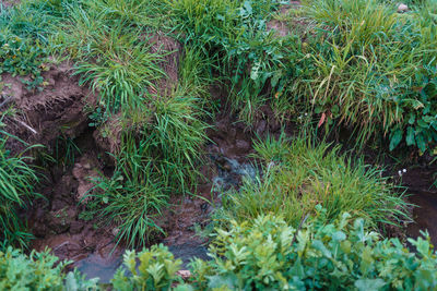 High angle view of plants growing on land