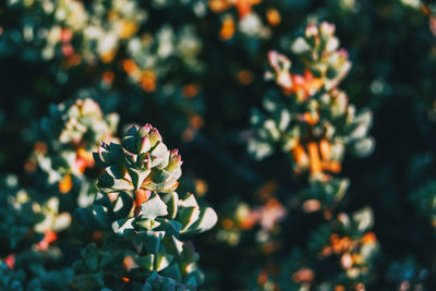 Close-up of flowering plant