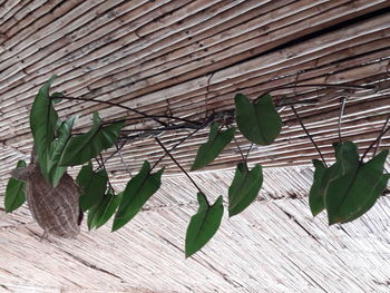 High angle view of leaves on plant