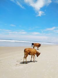 Horses on the beach