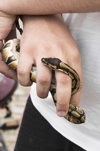 Midsection of man holding snake