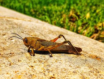 Close-up of insect on rock