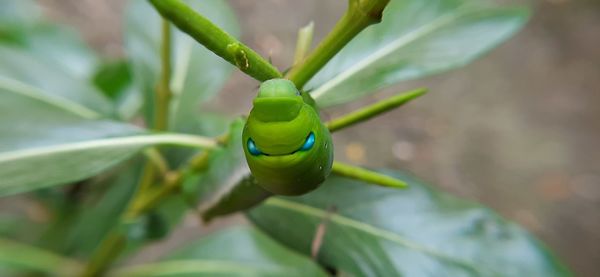 Close-up of insect on leaf