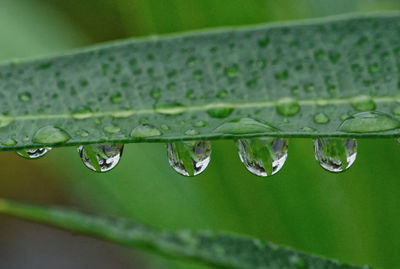 Close-up of water drops on leaf